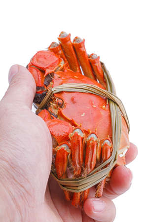 Hairy crabs in the hands isolated on white backgroundの写真素材