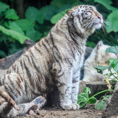 White tiger