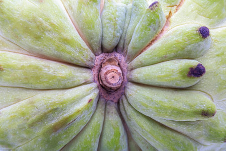 Custard apple isolated on white background  annona.