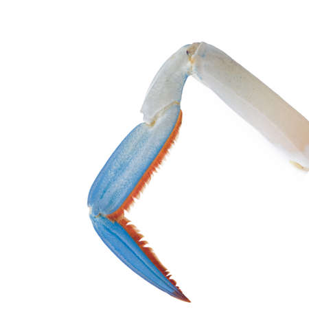 Blue sea crab isolated on white backgroundの写真素材