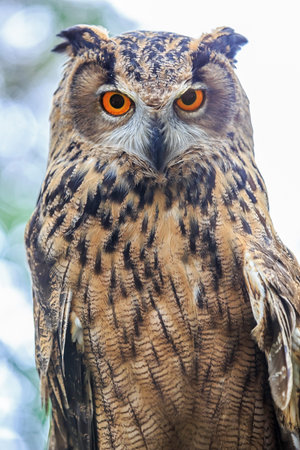 Owls look to the screenの写真素材