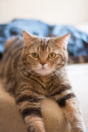 A ginger kitten lying in his soft cozy bed on a white carpet, soft focus, isolated photo.