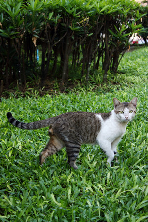 Curious cat starring and cautious.の写真素材