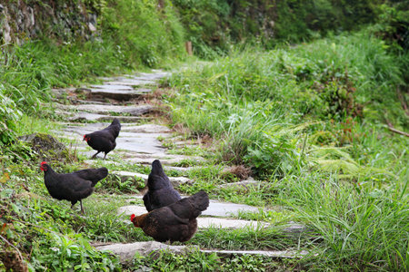 Flock of wild chickens relaxing near the hillside.の写真素材