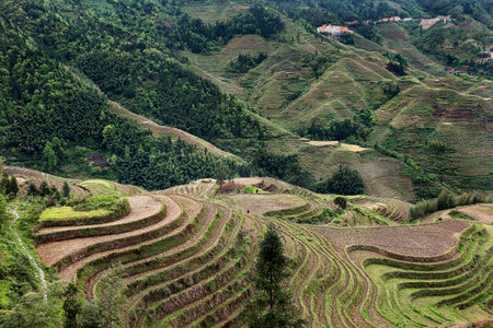 Rice terraces of the mainland, China.の写真素材