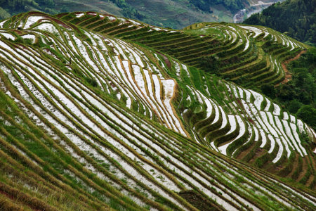 Rice terraces of the mainland, China.の写真素材