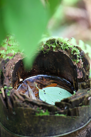Water droplets on leaves in the forest.の写真素材