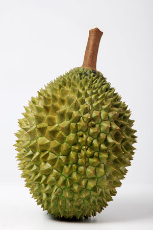 Durian, King of Fruits, is distinctive for its large size, strong odor and thorn-covered rind.の写真素材