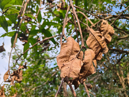 Brown dried leaves on the tree in the recreational park, Malaysia.の写真素材