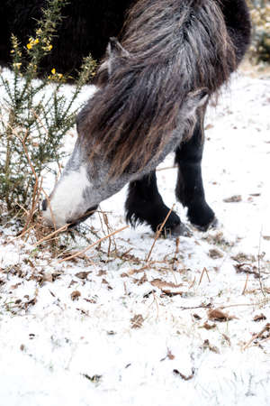 The Effects of The Beast From The East Storm on Dartmoor, United Kingdom 1st March 2018の写真素材