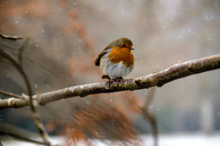 The Effects of The Beast From The East Storm on Dartmoor, United Kingdom 1st March 2018の写真素材