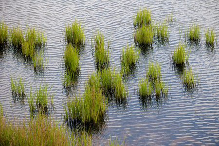 Plants growing in a salt marsh, Isle of Grain, Kent, UK