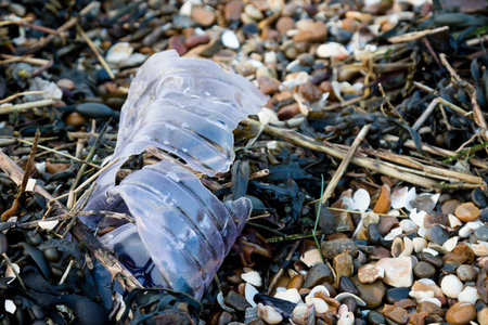 Plastic litter and other rubbish left on the beach on the Isle of Grain, Kent, United Kingdomの写真素材