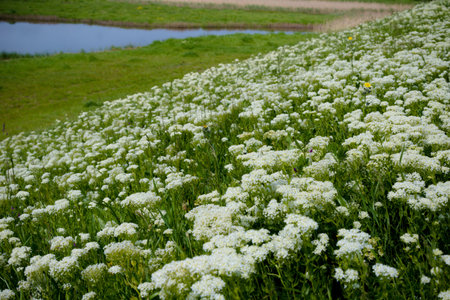 Wild flowers growing on the Isle of Grain, Kent, UK