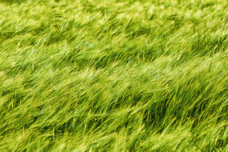 Wheat blowing in the wind on Dartmoor National Park