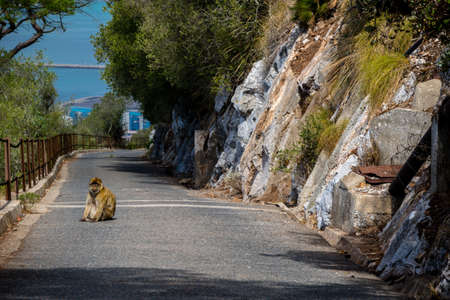 The famous apes of Gibraltar, located in the upper Rock nature reserve . Gibraltar is a British Overseas Territory located on the southern tip of Spain.の写真素材