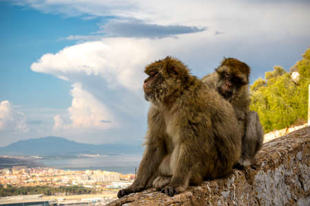 The famous apes of Gibraltar, located in the upper Rock nature reserve . Gibraltar is a British Overseas Territory located on the southern tip of Spain.の写真素材