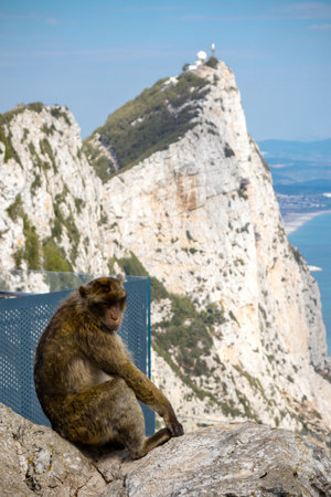 The famous apes of Gibraltar, located in the upper Rock nature reserve . Gibraltar is a British Overseas Territory located on the southern tip of Spain.の写真素材
