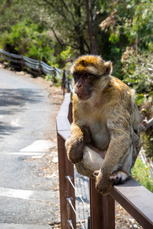 The famous apes of Gibraltar, located in the upper Rock nature reserve . Gibraltar is a British...