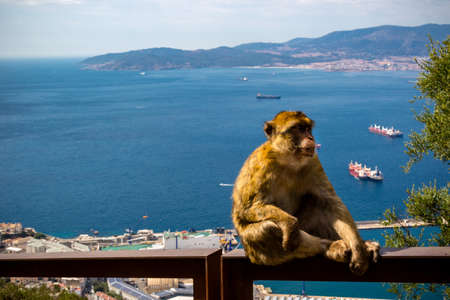 The famous apes of Gibraltar, located in the upper Rock nature reserve . Gibraltar is a British Overseas Territory located on the southern tip of Spain.の写真素材