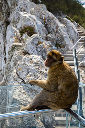 The famous apes of Gibraltar, located in the upper Rock nature reserve . Gibraltar is a British Overseas Territory located on the southern tip of Spain.の写真素材