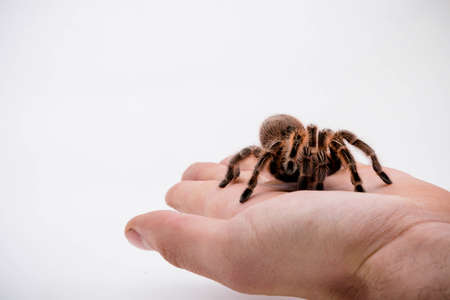 A Chilli Rose Tarantula Spider isitting on a hand solated on a white backgroundの写真素材