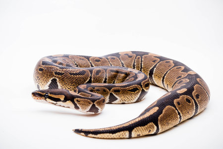 A Royal/Ball Python (Python Regius) isolated on a white background