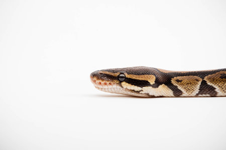 A Royal/Ball Python (Python Regius) isolated on a white background