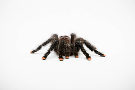 A Pink Toe Tarantula isolated on a white background