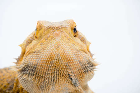 A Bearded Dragon (Pogona vitticeps) isolated on a white backgroundの写真素材