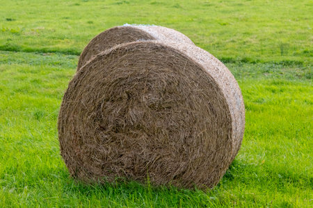 Round bales of hay,  in a field located near Farnham, Surrey UK.の写真素材