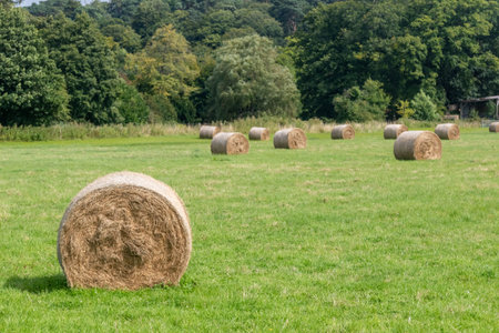 Round bales of hay,  in a field located near Farnham, Surrey UK.の写真素材