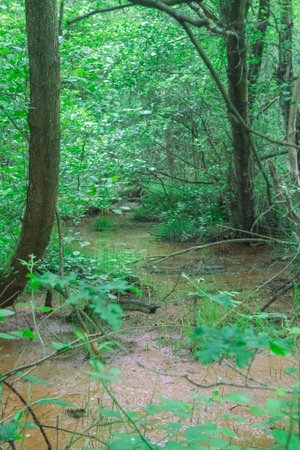 Areas of bog off a nature trail in a country parkの写真素材