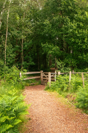A nature trail in a public park through a wooded areaの写真素材