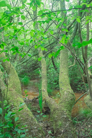 Areas of bog off a nature trail in a country parkの写真素材