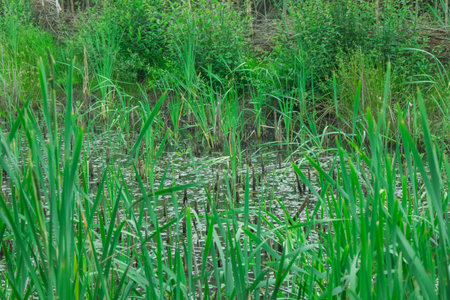 An area of natural bogland in a country parkの写真素材