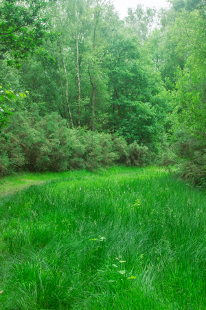 Part of a nature trail through natural woodland in a public country parkの写真素材