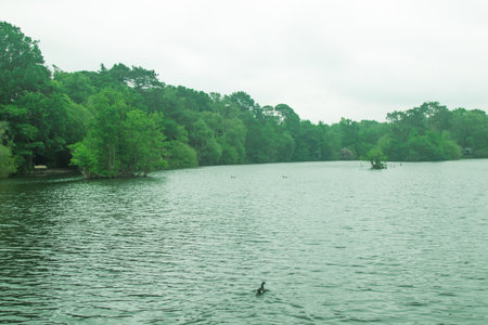 A small lake or large pond in a public country parkの写真素材