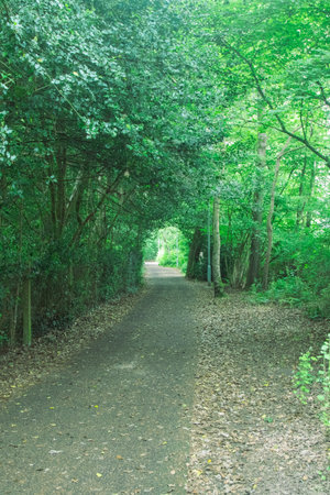Part of a nature trail through natural woodland in a public country parkの写真素材