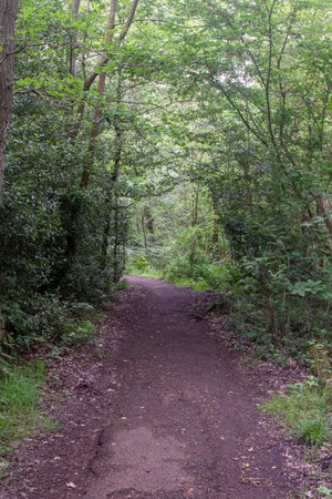 Part of a nature trail through natural woodland in a public country parkの写真素材