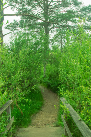 A nature trail in a public park through a wooded areaの写真素材