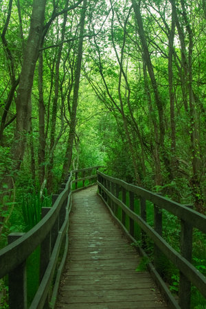 A board walk on a nature trail over bogland  in a country parkの写真素材