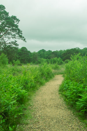 A nature trail in a public park through a wooded areaの写真素材