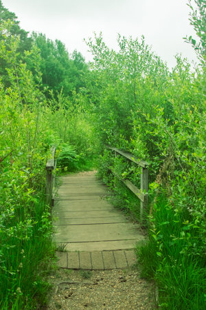 A nature trail in a public park through a wooded areaの写真素材