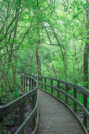 A board walk on a nature trail over bogland  in a country parkの写真素材