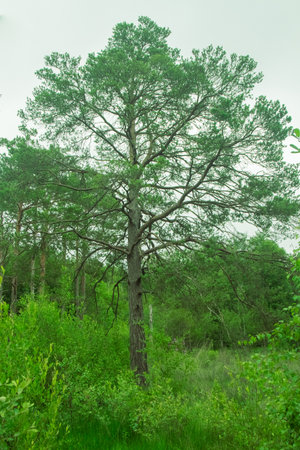 A view of a tree growing in moorland off a woodland trail in a country parkの写真素材