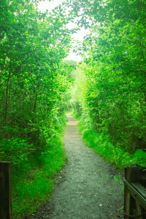 A nature trail in a public park through a wooded areaの写真素材
