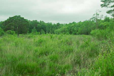 A view of moorland off a woodland trail in a country parkの写真素材