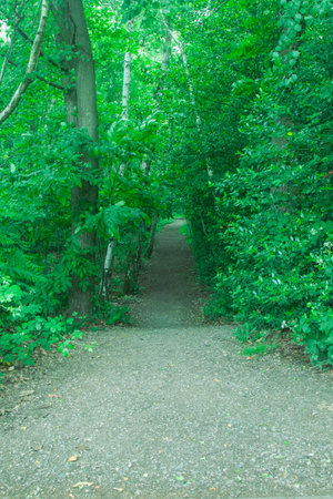 Part of a nature trail through natural woodland in a public country parkの写真素材