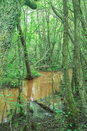 Areas of bog off a nature trail in a country parkの写真素材